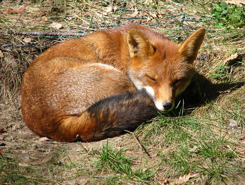 fox, animal, red fox HD wallpaper