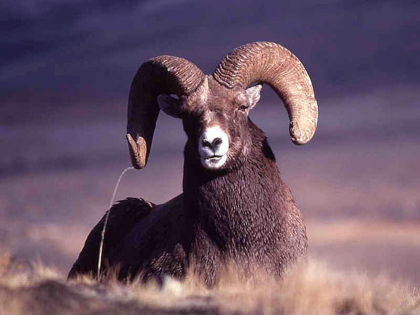 Bighorn-Sheep เจ๋ง บิ๊กฮอร์น แกะ วอลล์เปเปอร์ HD
