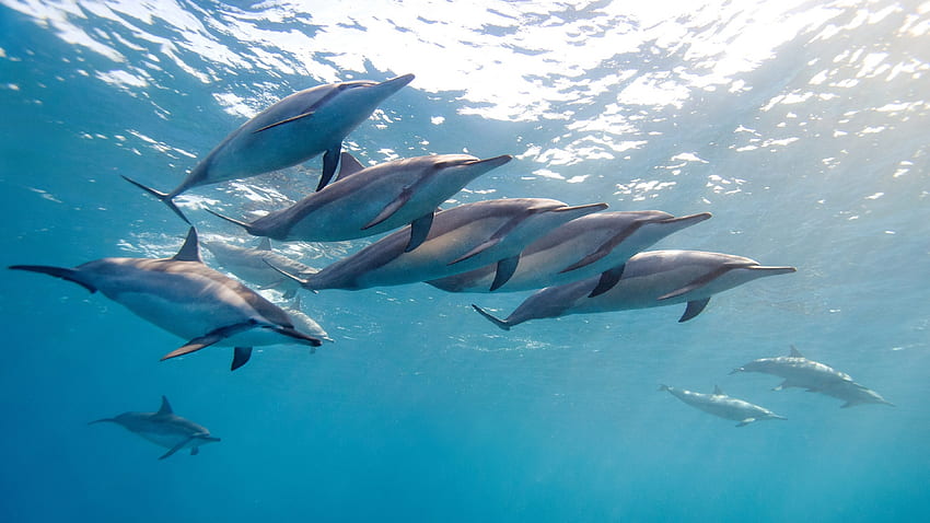 delfino, delfino tropicale, hawaii, oceano, acqua, gregge Sfondo HD
