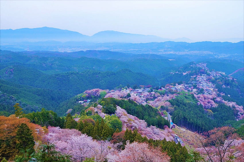 Mount Yoshino Cherry Blossoms - Japan Web Magazine HD wallpaper | Pxfuel