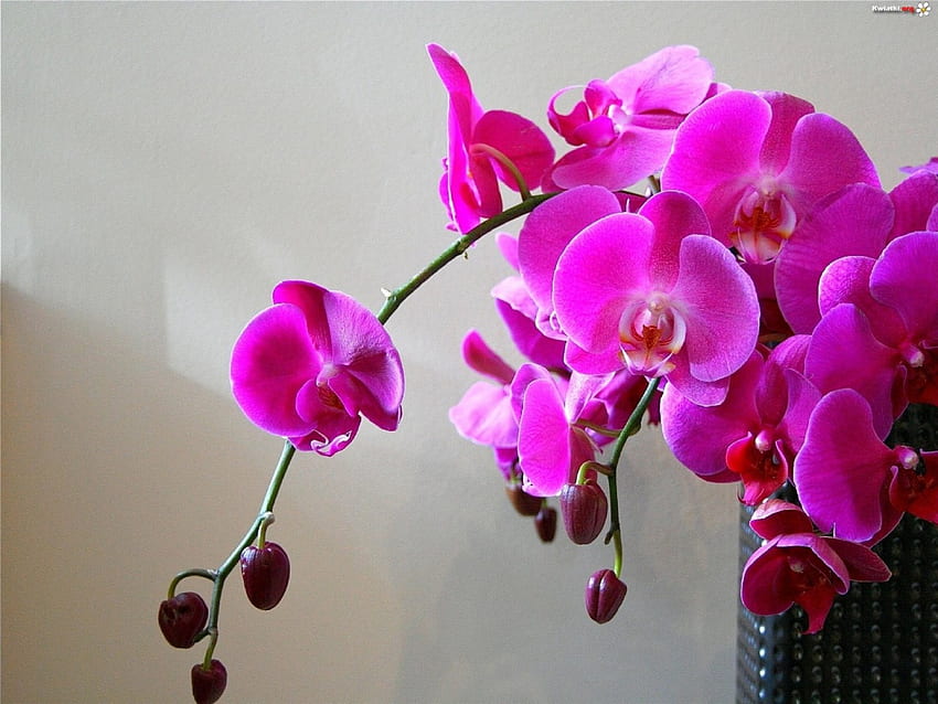лилави орхидеи, лилаво, натюрморт, цветя, орхидеи HD тапет