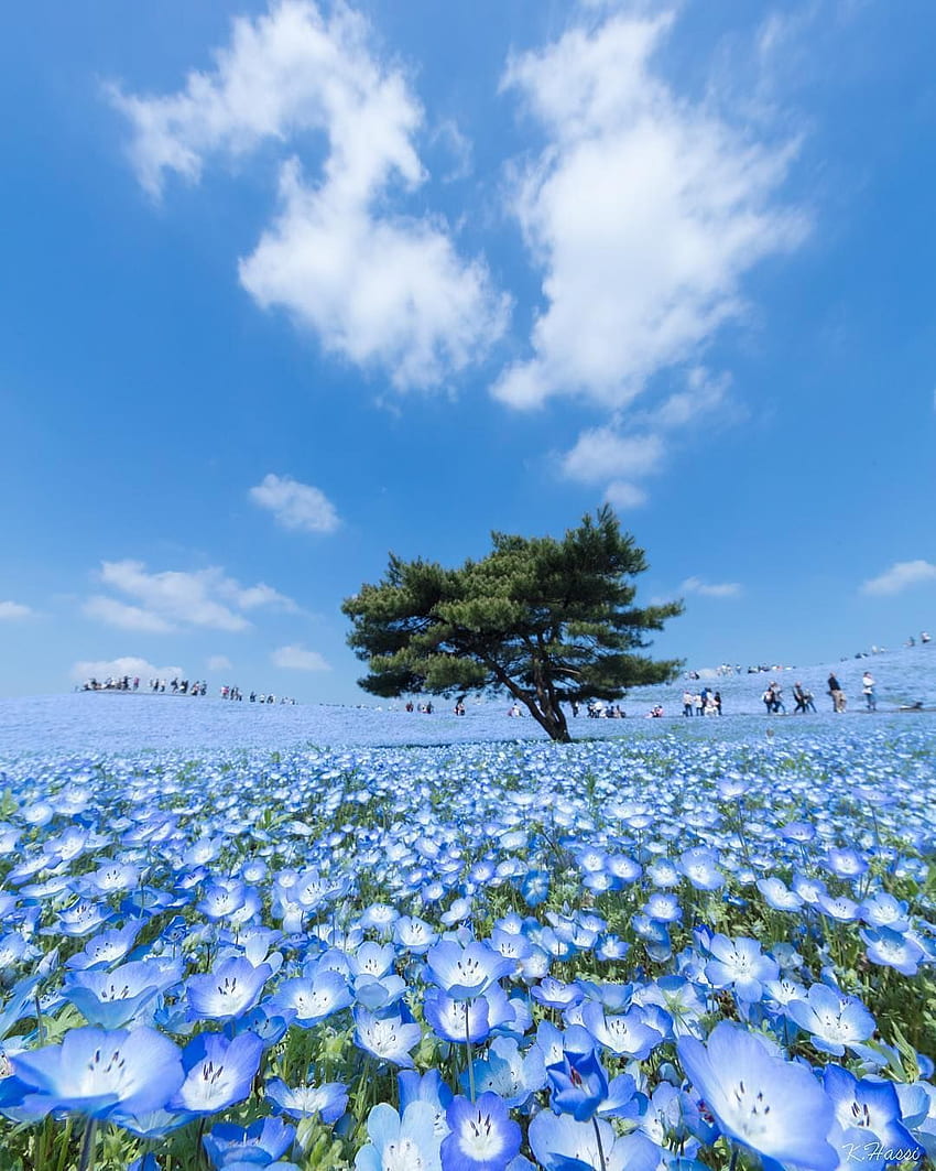 Посетете Japan International в Instagram: „Преобладаващите 4,5 милиона цветя на немофила (бебешки сини очи) се развяват в тихоокеанския бриз, който се разнася през хълмовете на Хитачи Сийсайд“, Хитачи Сийсайд Парк HD тапет за телефон