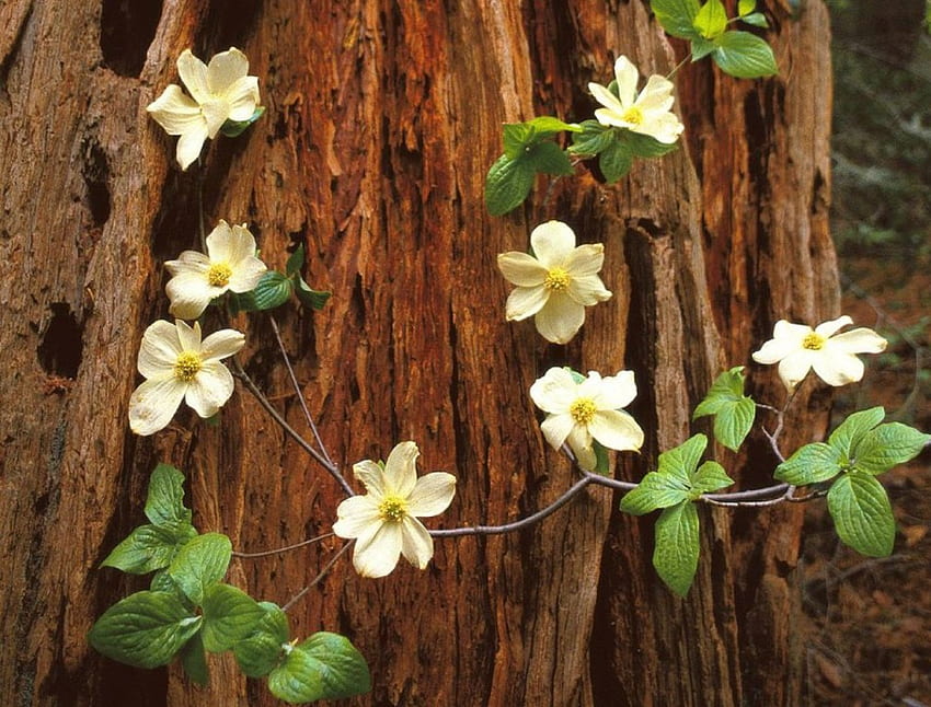 Pacific dogwood, nature, flowers HD wallpaper