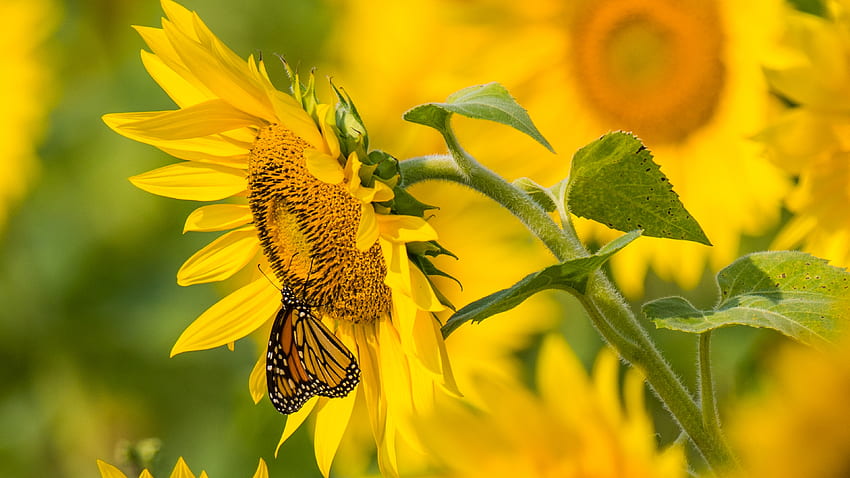 Sunflower, butterfly, yellow, summer HD wallpaper | Pxfuel