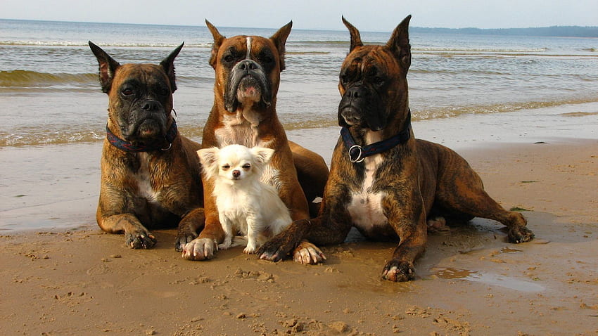 สัตว์, สุนัข, ทราย, ฝั่ง, แบงค์, เล็ก, บ็อกเซอร์, บ็อกเซอร์บรีฟ วอลล์เปเปอร์ HD
