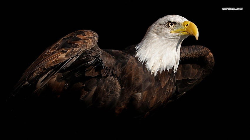 3D Eagle - For Android, Native Eagle HD wallpaper