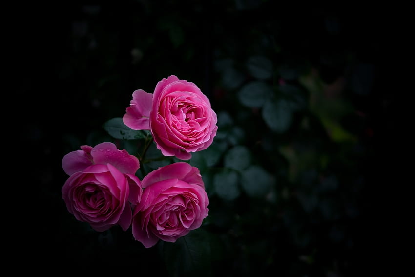 ピンク, ブッシュ, 暗い, バラの花, バラ, 庭, つぼみ 高画質の壁紙