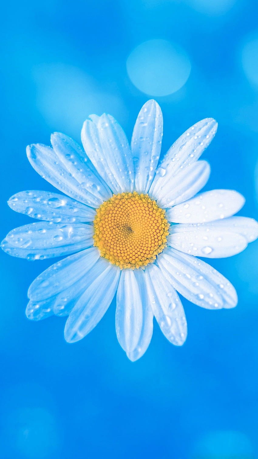 Get New Blue for iPhone This Month. Daisy , Blue iphone, Blue flower, Sunflower Blue HD phone wallpaper