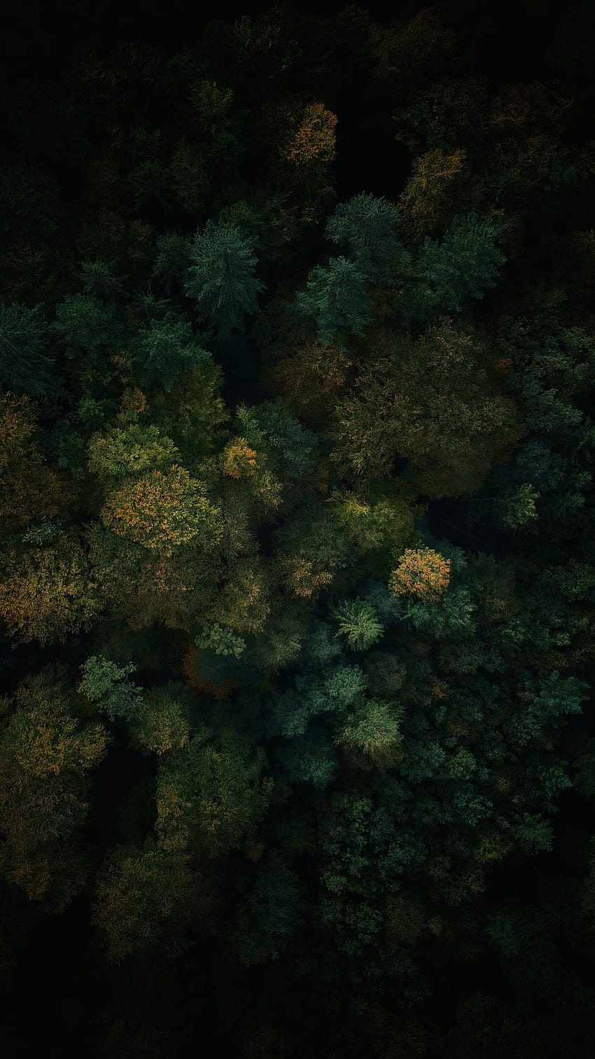 Bosque denso, árboles verdes, naturaleza, vista aérea. fondo de pantalla del teléfono