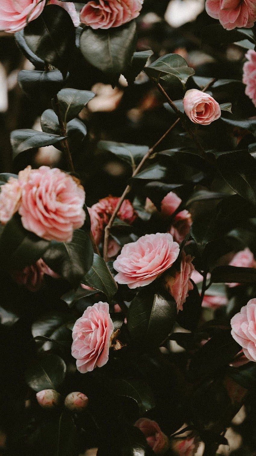 Pink Rose Aesthetic Hd Phone Wallpaper 