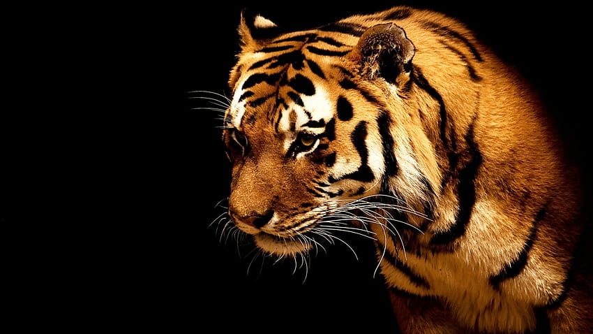 Tigre, animale, potenza, design, feroce, gatto, agilità, buio, pelliccia, baffi Sfondo HD