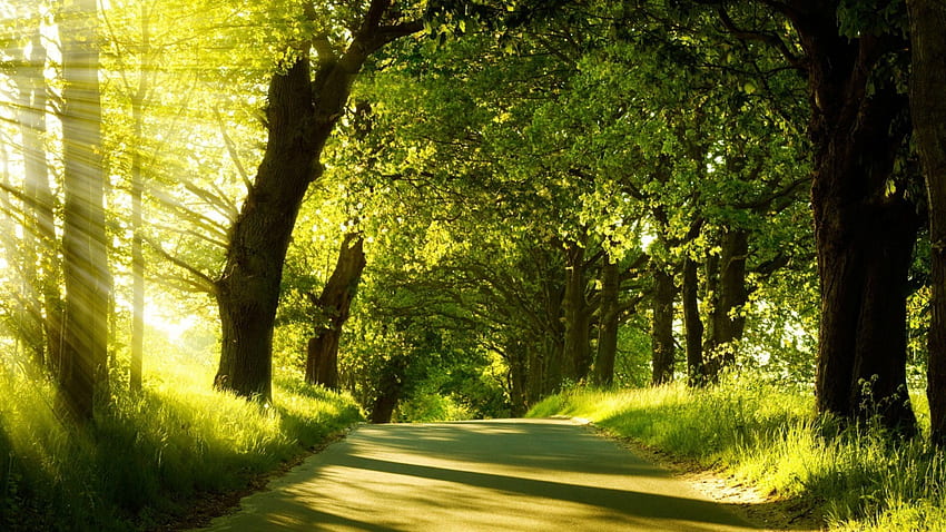 Forest Path Road Sun Ray (2560 × 1440). o lx papel de parede HD
