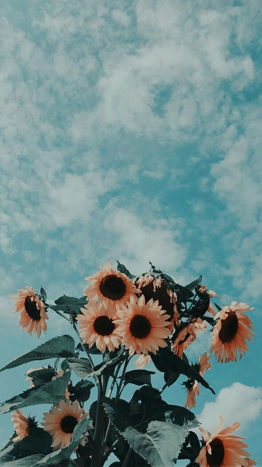 You are a sunflower - HD phone wallpaper
