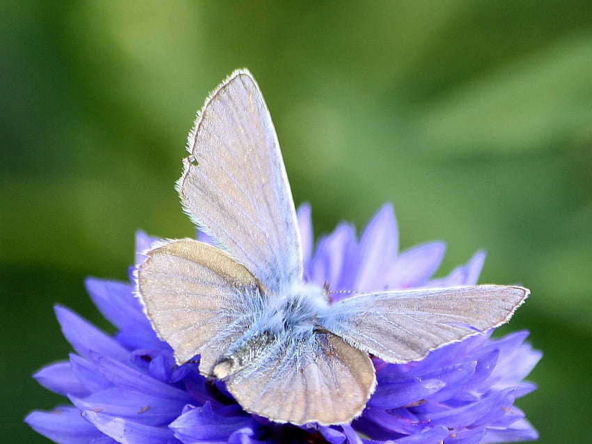 Butterfly on Blue Flower, blue, animal, wings, butterfly, flowers, insect HD wallpaper