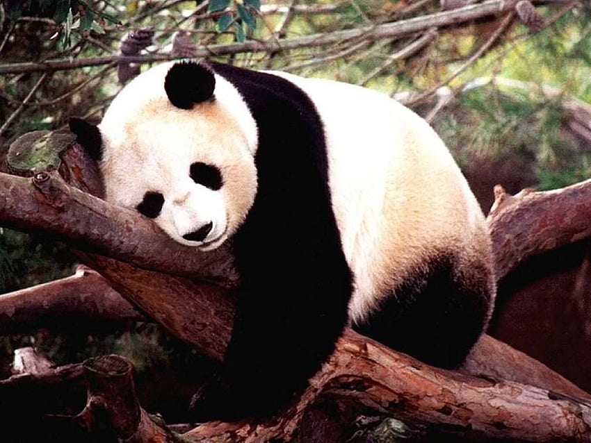 Tiverte: Piękna panda i niedźwiedź , laptop Tapeta HD