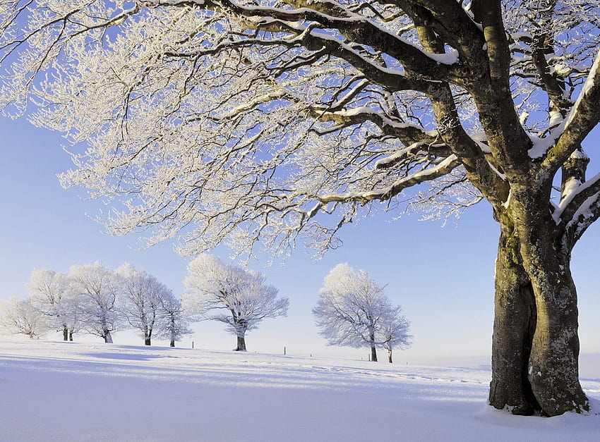 หิมะตกในต้นไม้ ฤดูหนาว ต้นไม้ สีขาว หิมะ วอลล์เปเปอร์ HD