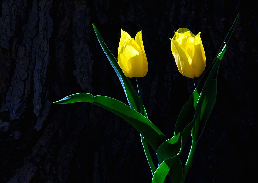 tulipani del sole, sole, due, giallo, giardino, bello, tulipani Sfondo HD