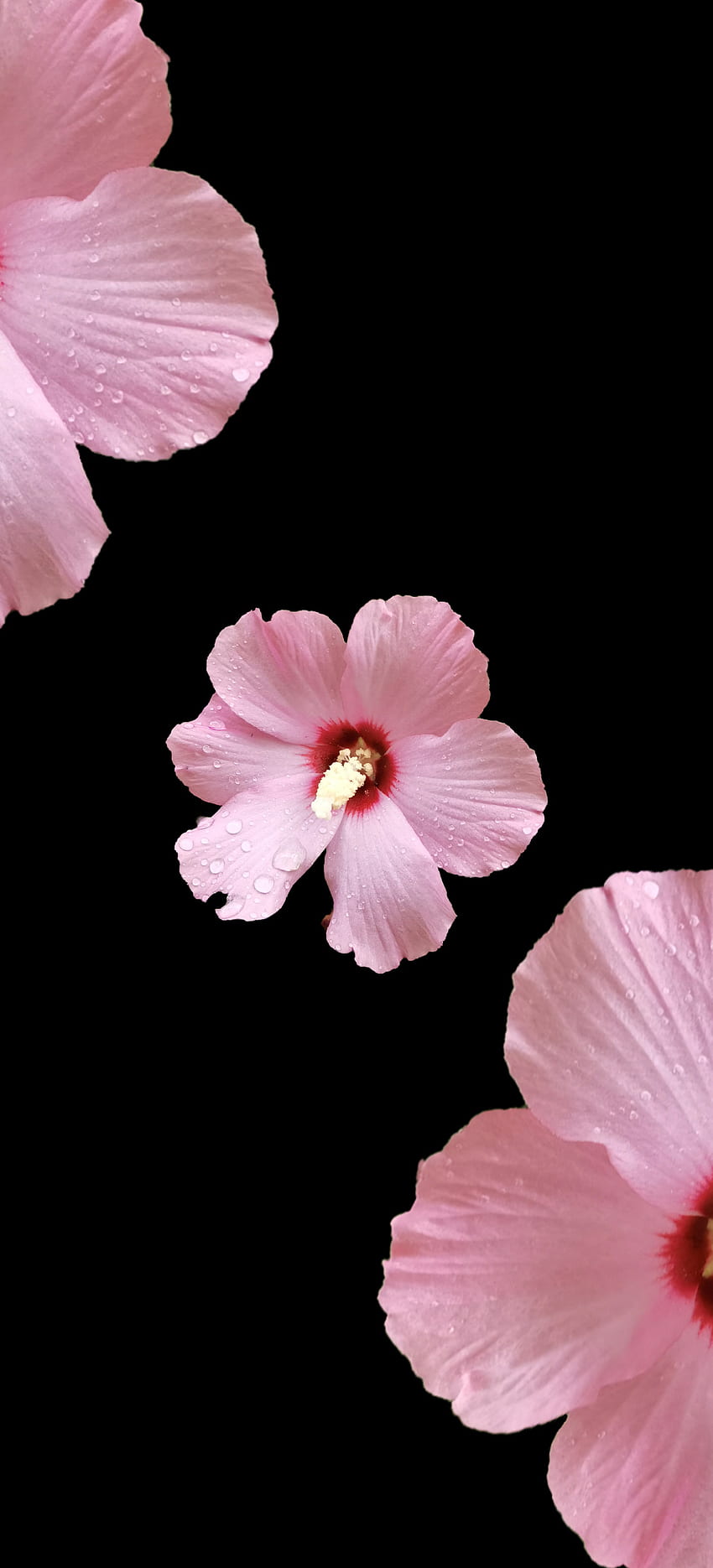 bunga, floweramoled, amoled, blackandpink, pinkflower, hitam wallpaper ponsel HD
