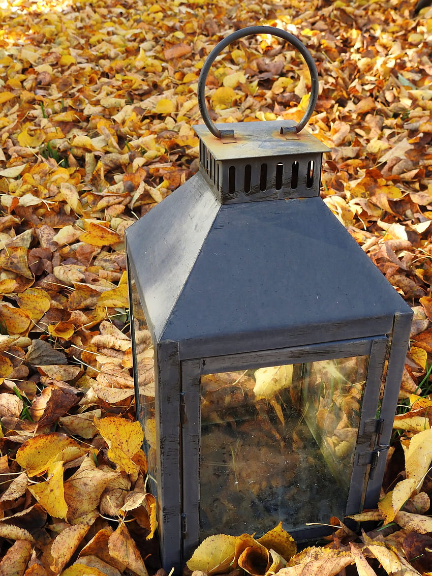 Graphy of lantern on field covered in leaves, Autumn Lantern HD phone ...