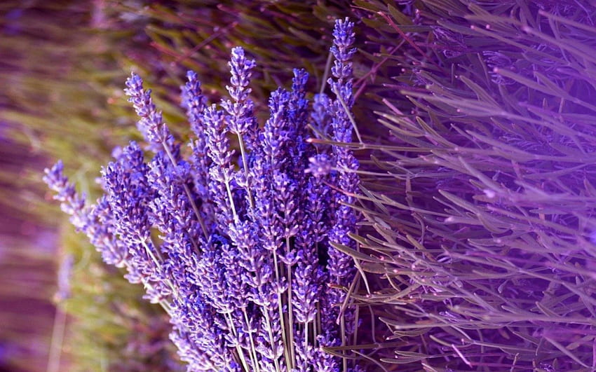 Fresh Lavender, bunch, nature, flowers, lavender HD wallpaper