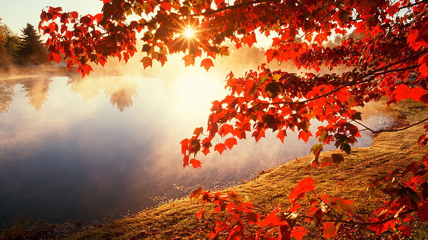 Folhas de outono, de folhas vermelhas, outono bonito papel de parede HD