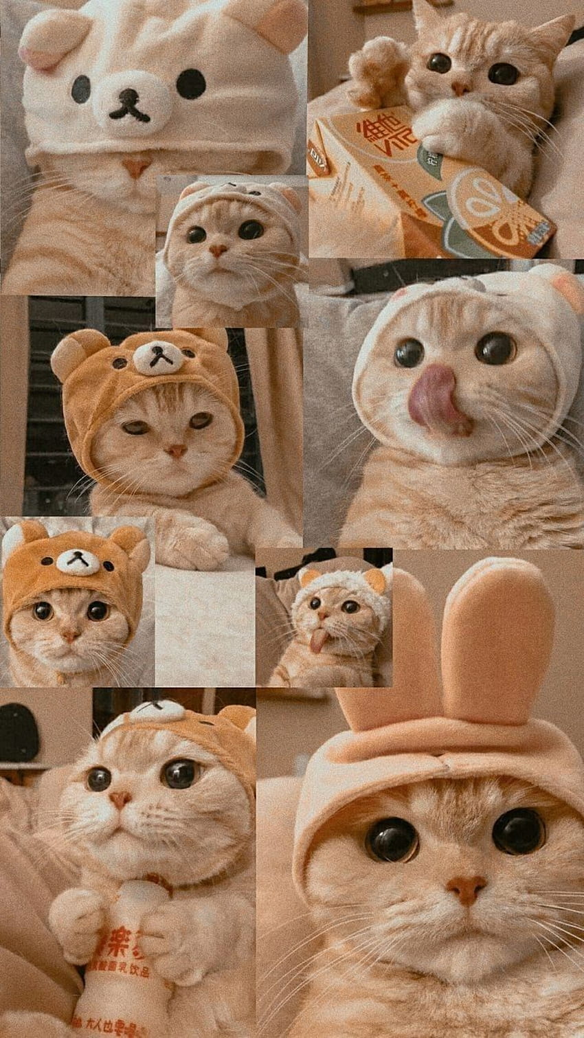 Ładny kolaż kota Tapeta na telefon HD