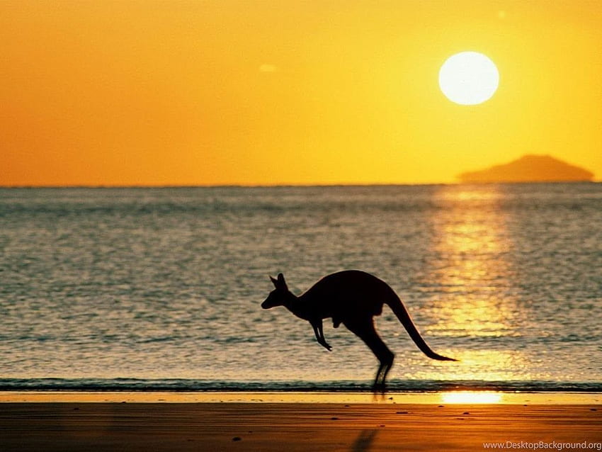 オーストラリアのビーチ カンガルー。 バックグラウンド 高画質の壁紙