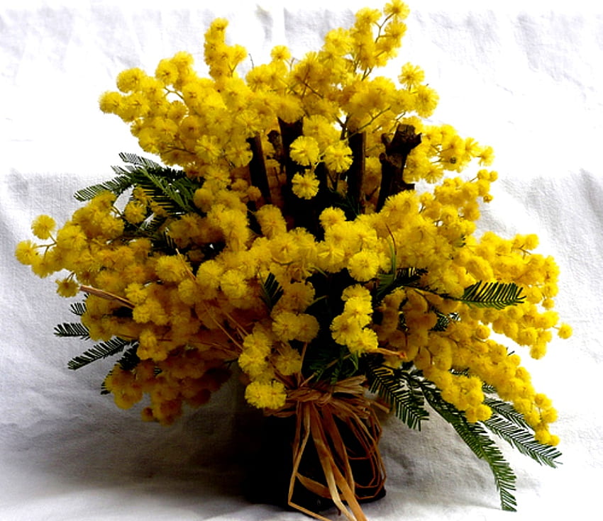 mimosa gialla, mimosa, natura, , giallo Sfondo HD