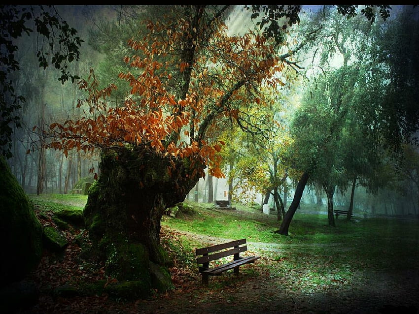 Parque, trees, bench, park HD wallpaper