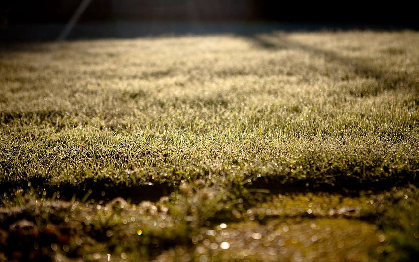 Nature, Grass, Drops, Morning, Lawn, Dew HD wallpaper