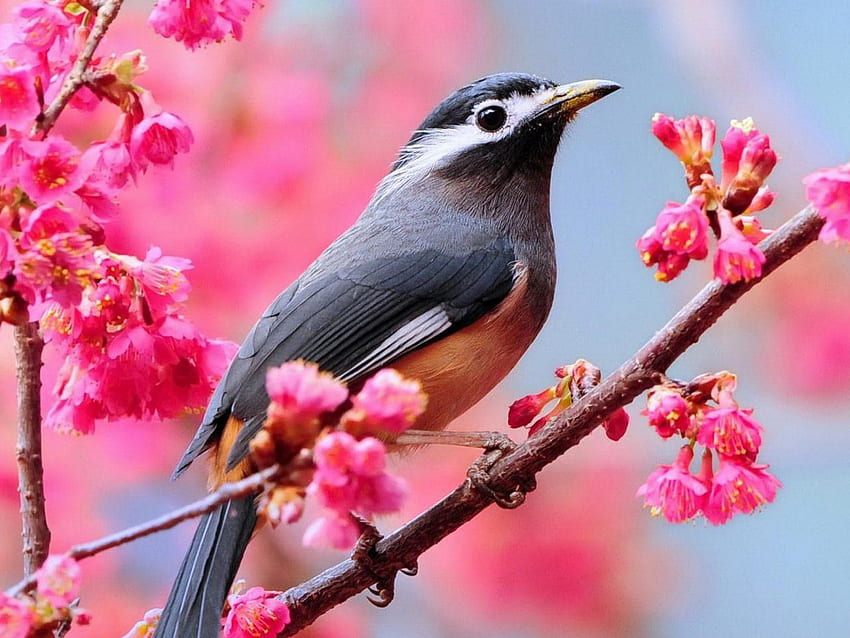 Birds_Birdie_on_a_branch, blue, branch, birdie, birds, animals, yellow, sky, tree HD wallpaper