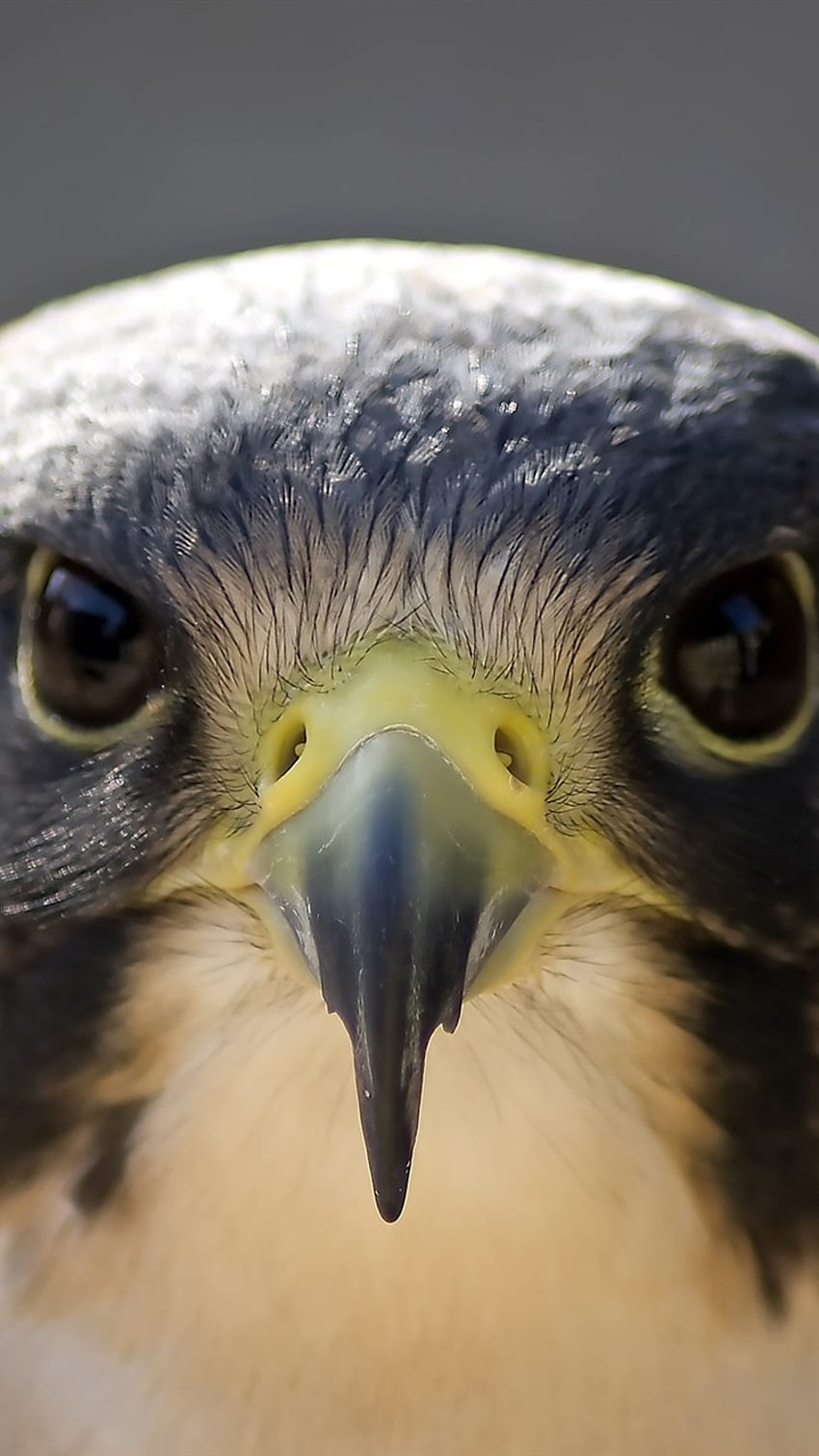 Peregrine Falcon, Bird graphy, Face, Head, Beak IPhone 8 7 6 6S , Background HD phone wallpaper