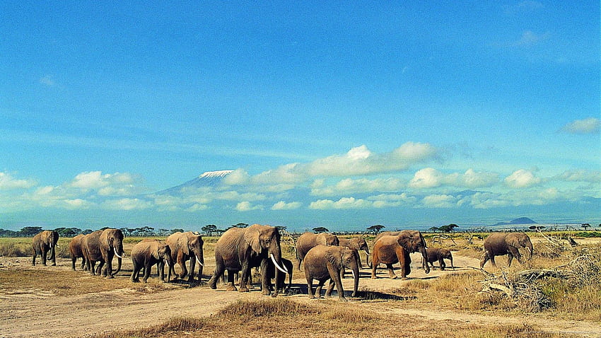 Elephant Herd 53712. Best, Route 66 HD wallpaper