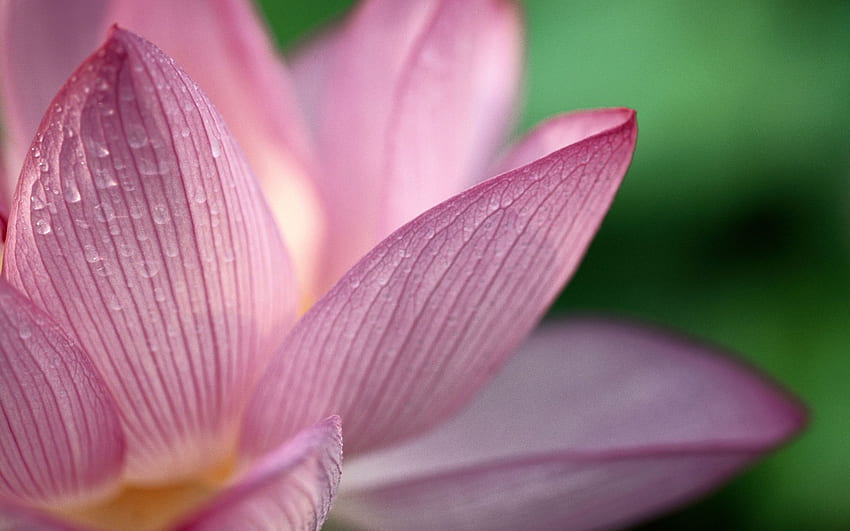 Лотос, цвете на лотос на Буда HD тапет