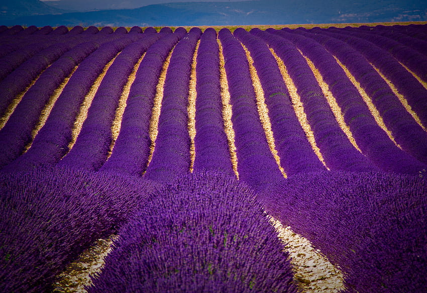 Karpet Lavender, horizon, graphy, , warna, pertanian, lavender, pemandangan, , , garis, layar penuh, beije, adegan, perkebunan, lanskap, ungu, karpet, lompat, violet, pemandangan, bidang, alam, langit Wallpaper HD