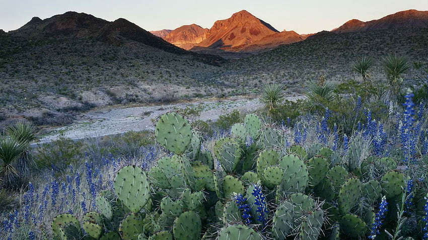 world texas cactus national park bluebonnet High Quality , High Definition HD wallpaper