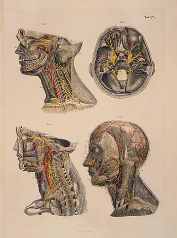 anatomy wallpaper