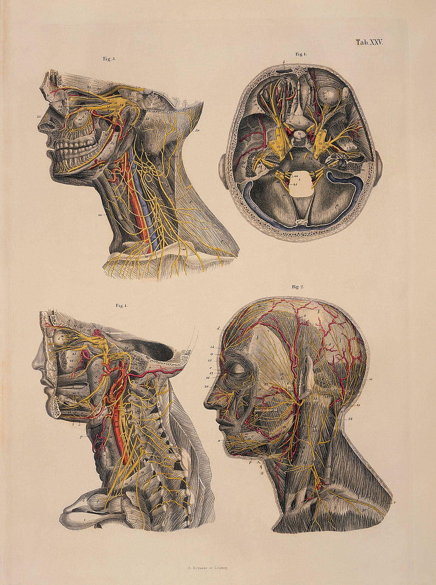 脳の解剖学、ヴィンテージの解剖学 HD電話の壁紙