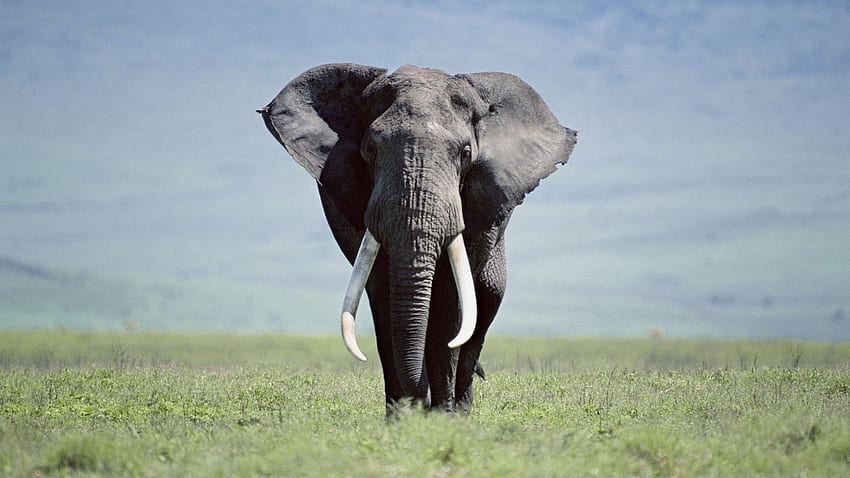 Слон Пълен () фон, Щастлив слон HD тапет