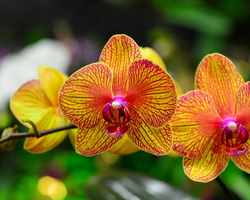 Orange and Red Orchid , , Background, , Orange Orchids HD wallpaper