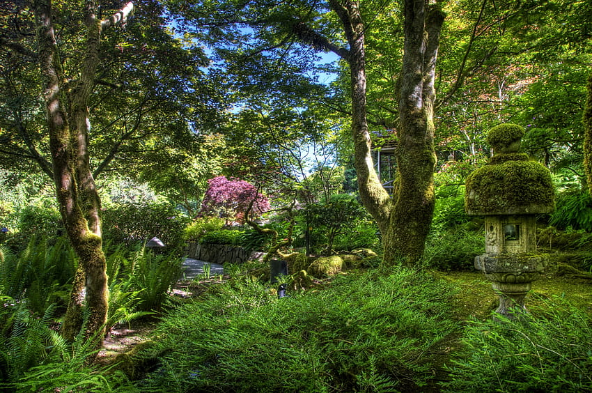 Natur, Bäume, Farn, Moos, Garten HD-Hintergrundbild