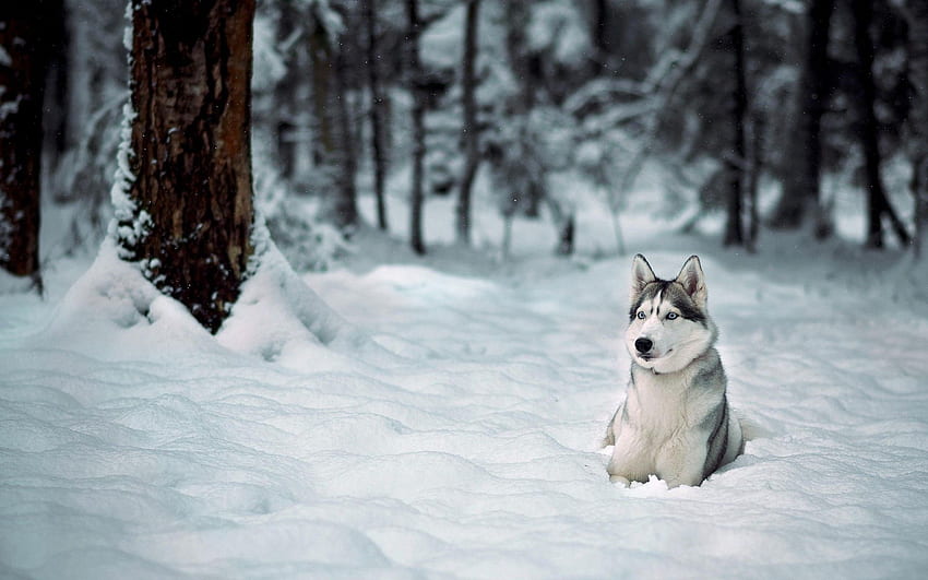 Dog Husky 4K 5K HD Animals Wallpapers | HD Wallpapers | ID #49425