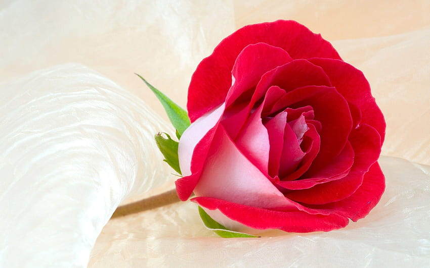 Красива роза, страхотна роза HD тапет