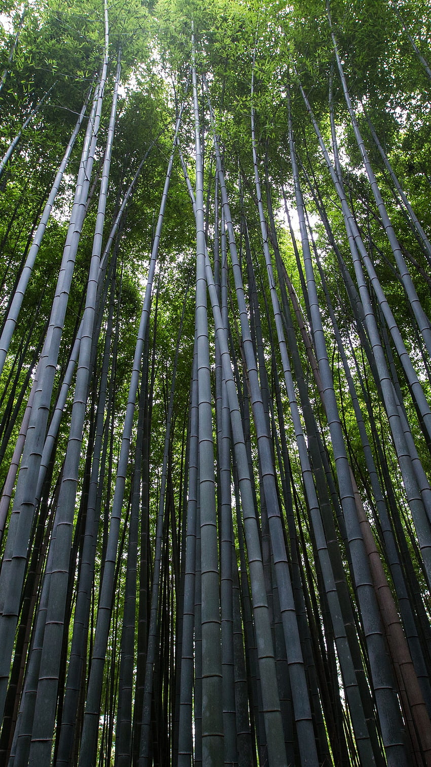 Forest , , , bamboo, green, trees, Giant Tree HD phone wallpaper