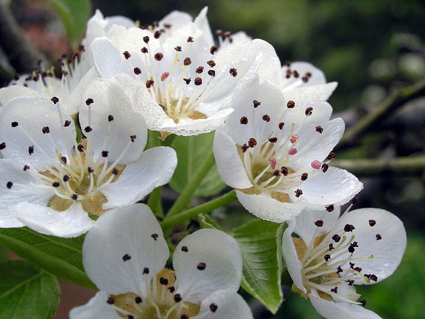 ดอกไม้ผลไม้บานในฤดูใบไม้ผลิ สีขาว ผลไม้ ดอกไม้ ฤดูใบไม้ผลิ บาน วอลล์เปเปอร์ HD