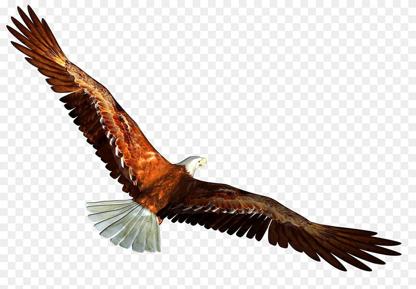 Bald Eagle Bird Golden eagle Turkey vulture PNG - Bald, Eagle Astronaut HD wallpaper