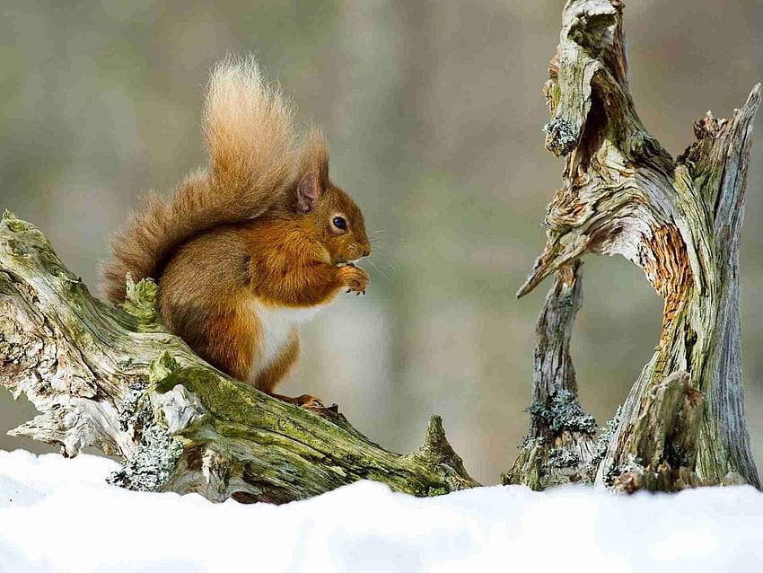 동물, 겨울, 다람쥐, 눈, 앉다, 지점 HD 월페이퍼
