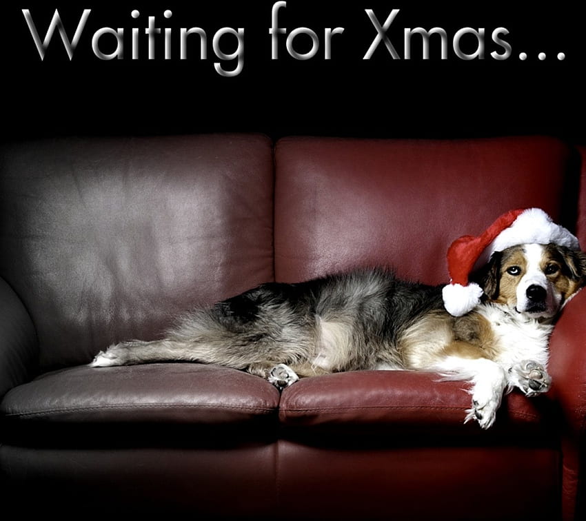 Oczekiwanie na Boże Narodzenie, pies, wakacje, sofa, kłamstwo, Boże Narodzenie, zwierzęta, Oczekiwanie, czapka mikołaja Tapeta HD