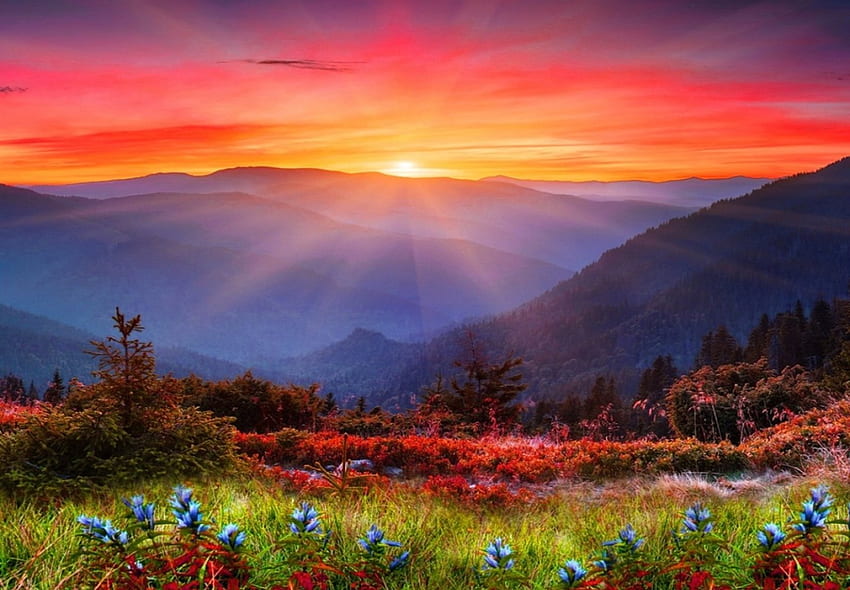 Sunset, nature, flowers, mountain HD wallpaper