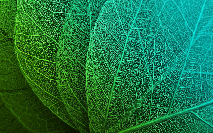 Grüne Blätter, Makro, Adern HD-Hintergrundbild